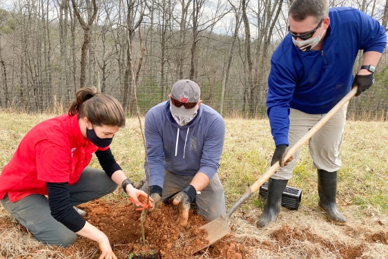 photo of three people planting trees